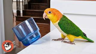 This Little Parrot Runs The Kitchen Like He Owns The Place