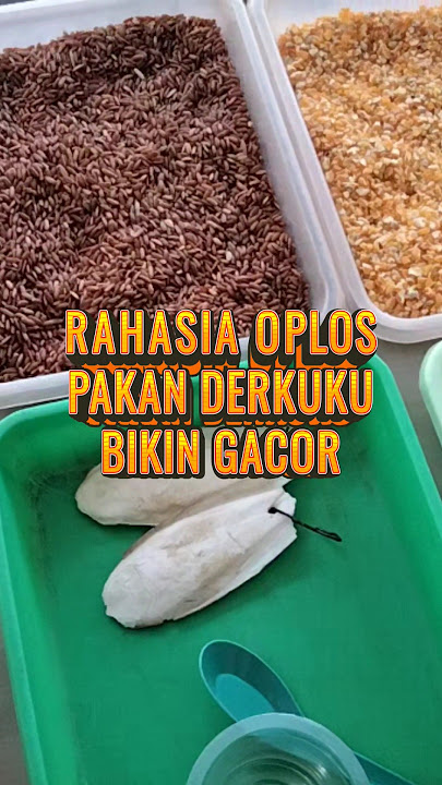 Rahasia Oplos Pakan Derkuku Jadi Gacor #derkukutekukurgacor #pakanburung #oplosan