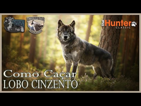 Vídeo: Caça Ao Lúcio (truque E Tática Do Lobo)