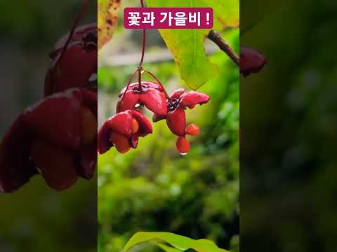가을비 우산속에 <strong>이슬</strong> 맺혀