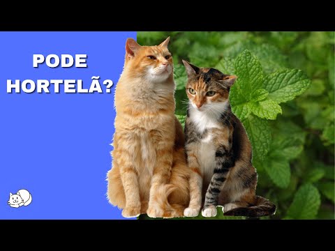 Vídeo: Os gatos gostam de hortelã?