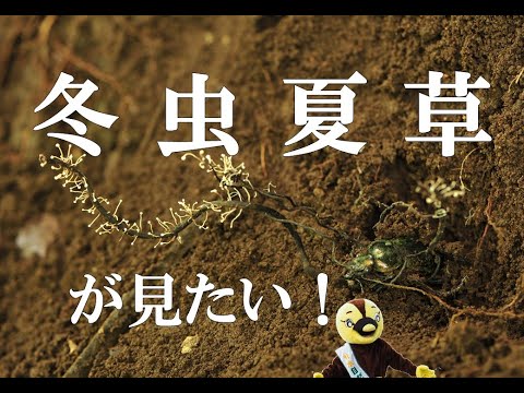 7/10】冬虫夏草が見たい！ - YouTube