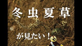 【7/10】冬虫夏草が見たい！