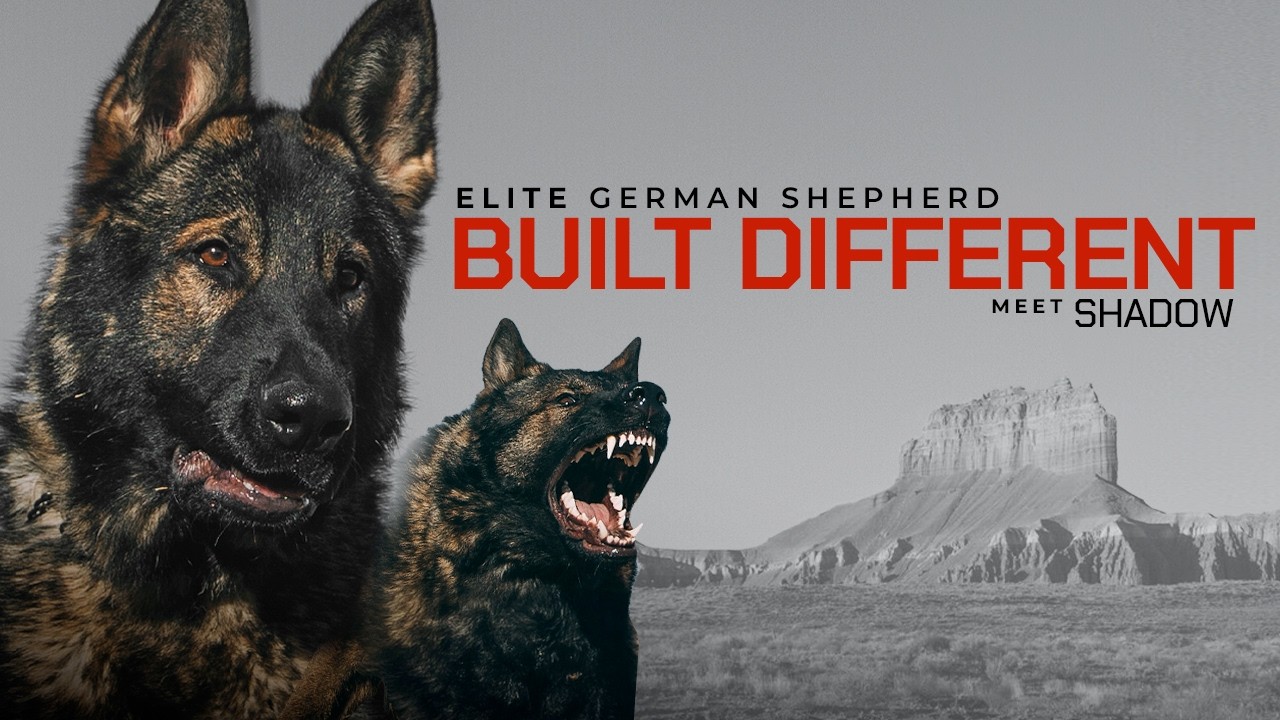 This German Shepherd is Built Different.