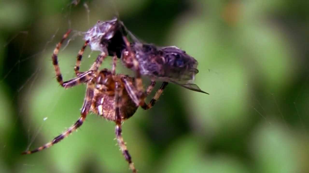 What Eats Spiders? - Kapturepest