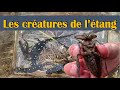 Les cratures de ltang