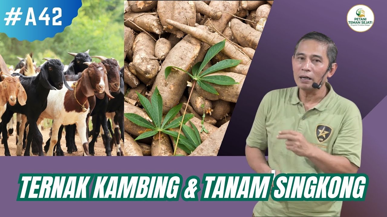 Integrasi Ternak Kambing & Tanam Singkong
