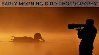 Backlight bird photographing - Crested grebes and other waterfowl (wildlife photography tutorial)