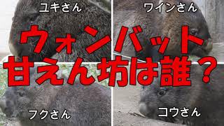 ウォンバット甘えん坊は誰？　五月山動物園のヒメウォンバット