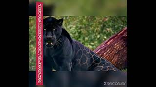 Black jaguar photo's.