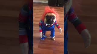 Pugalier is dressed in a Chucky costume!