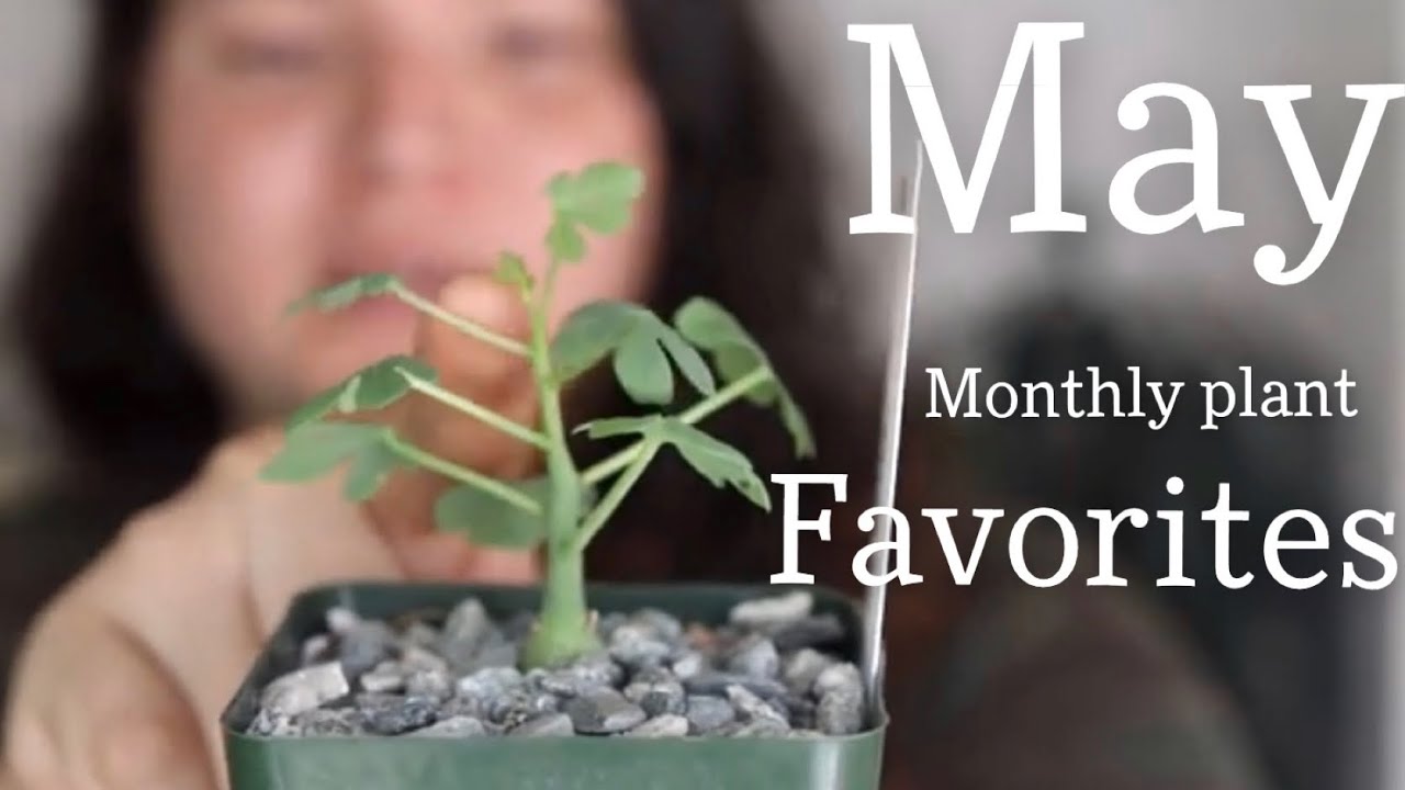 MAY Plant Favorites - YouTube