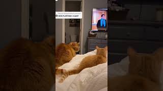 Flirting  In Cats Levelcat shorts