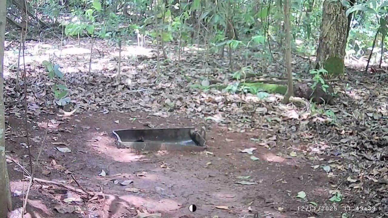 Filhote de saracura teve até banho...