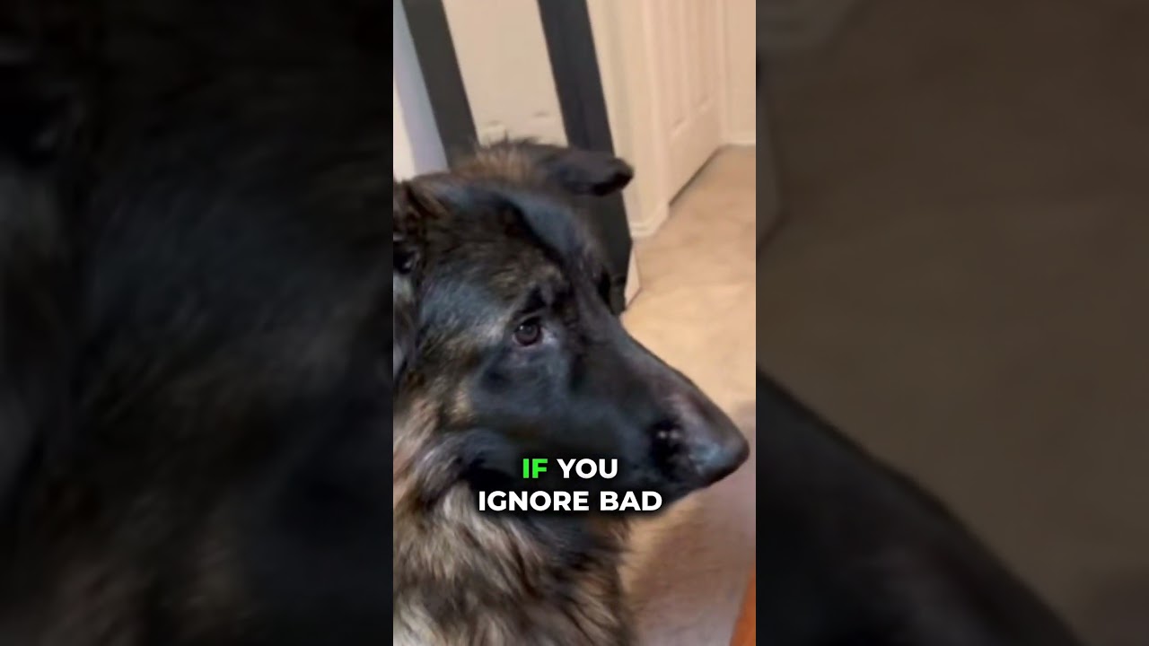 Mistakes That RUIN Your German Shepherd’s Respect! 