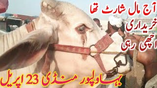 Bahawalpur Cow Mandi Today Video Qurbani Bachre Bachri Rates || Global Village Farming