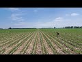 Twin Row Strip Till Soybean Trial