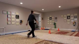 Competitive dog obedience drop on recall with Jasper whippet