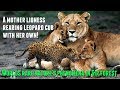 Worlds rare natures phenomena in gir forest  a mother lioness rearing leopard cub with her own