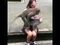 monkey sex and girl
