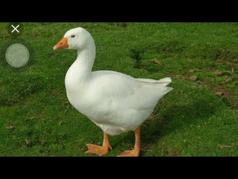 FASSARAR MAFARKIN AGWAGWA