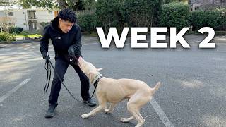 I Trained This Dog to Listen Off-Leash – Week 2