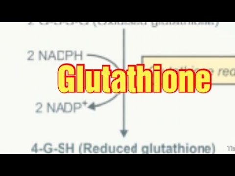 ਗਲੂਟੈਥੀਓਨ / ਬਾਇਓਕੈਮਿਸਟਰੀ / ਗਲੂਟੈਥੀਓਨ ਦੇ ਸੰਸਲੇਸ਼ਣ ਅਤੇ ਕਾਰਜ