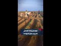 صور من عودة الحياة الزراعية إلى قرية ود مطر الخوالدة بولاية الجزيرة وسط السودان 