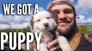 FIRST PUPPY Weeks Of Our Australian Shepherd In A VAN (THIS IS TOO CUTE) - Netherlands - Vanlife