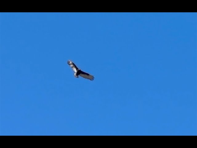 Majestic Hawk & Ravens Soaring | Cinematic Nature Instrumental Music Video