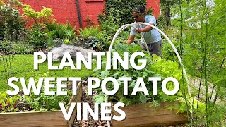 Vegetable Garden at Home | Harvesting Collard Greens | Planting Sweet Potato Vines | Raised Garden