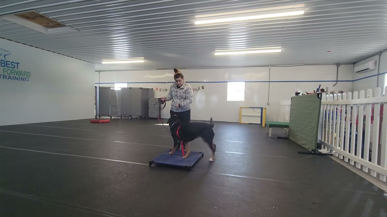 Barley Greater Swiss Mountain Dog | Wk 3 Board & Train | Heel & Place Around Dogs | Best Paw Forward