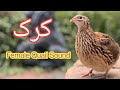 Madi Batair Ki Awaz Femalee Common Quail Kirak Madi Batair Ki Awaz Femalee Common Quail Kirak