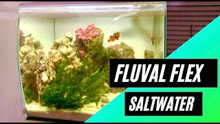 How to Set Up a Saltwater Aquarium - Fluval Flex 9 gal (all under $200)