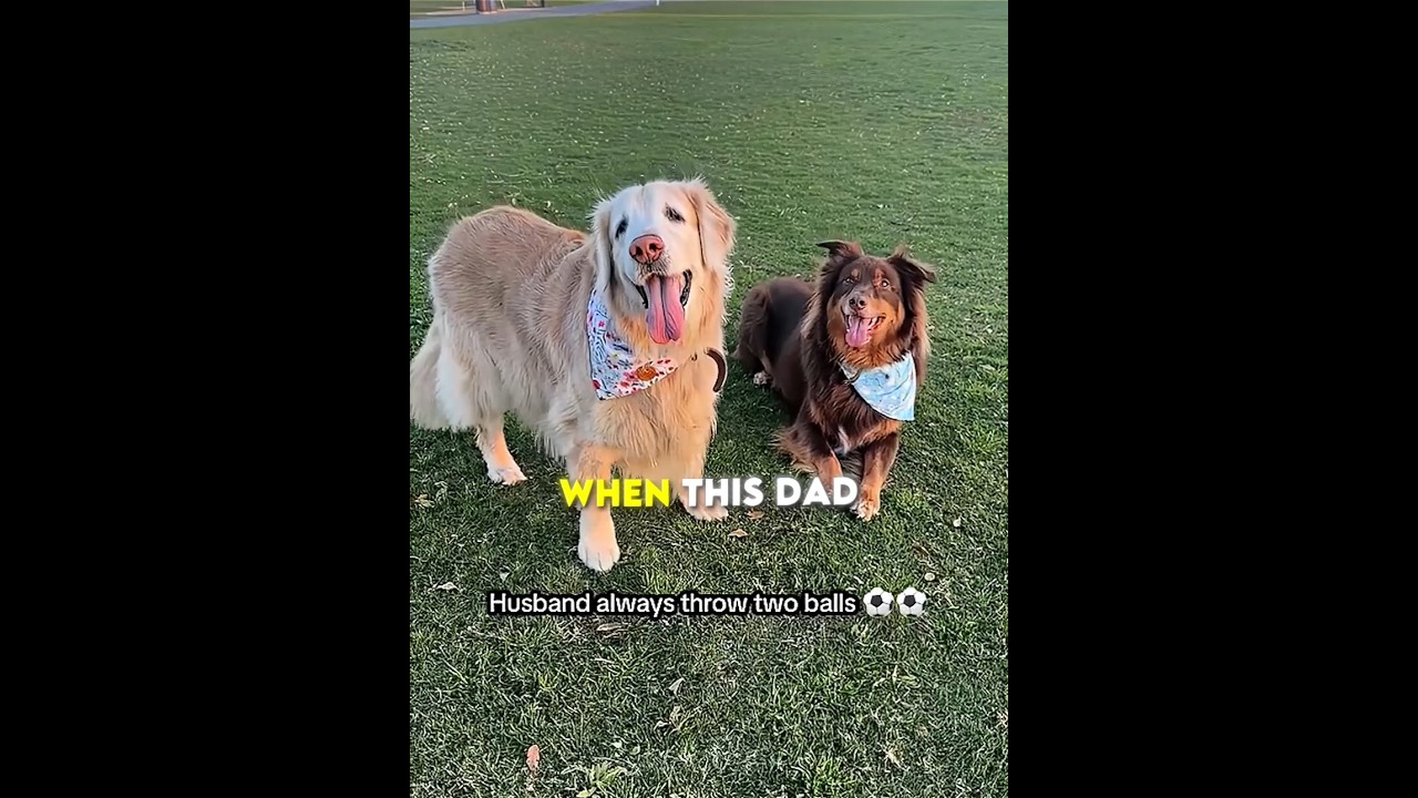 This Dog’s Kindness Melted Hearts ❤️ #shorts