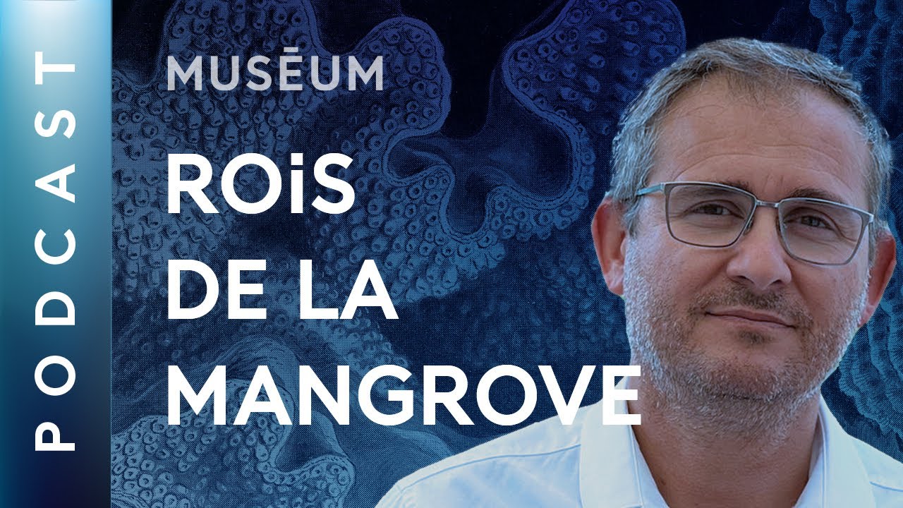 Comment les palétuviers contribuent-ils aux mangroves ? - Pour que nature vive