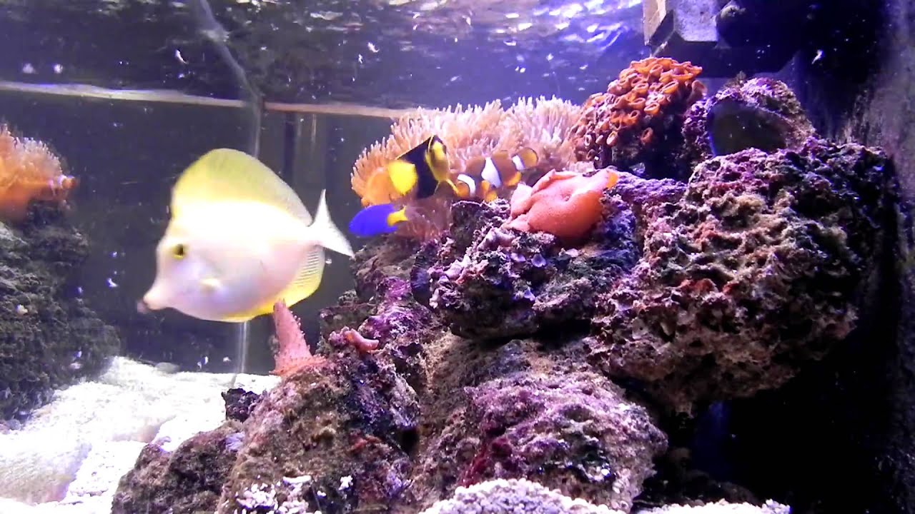 Feeding Brine Shrimp 75 Gal Saltwater Tank - YouTube