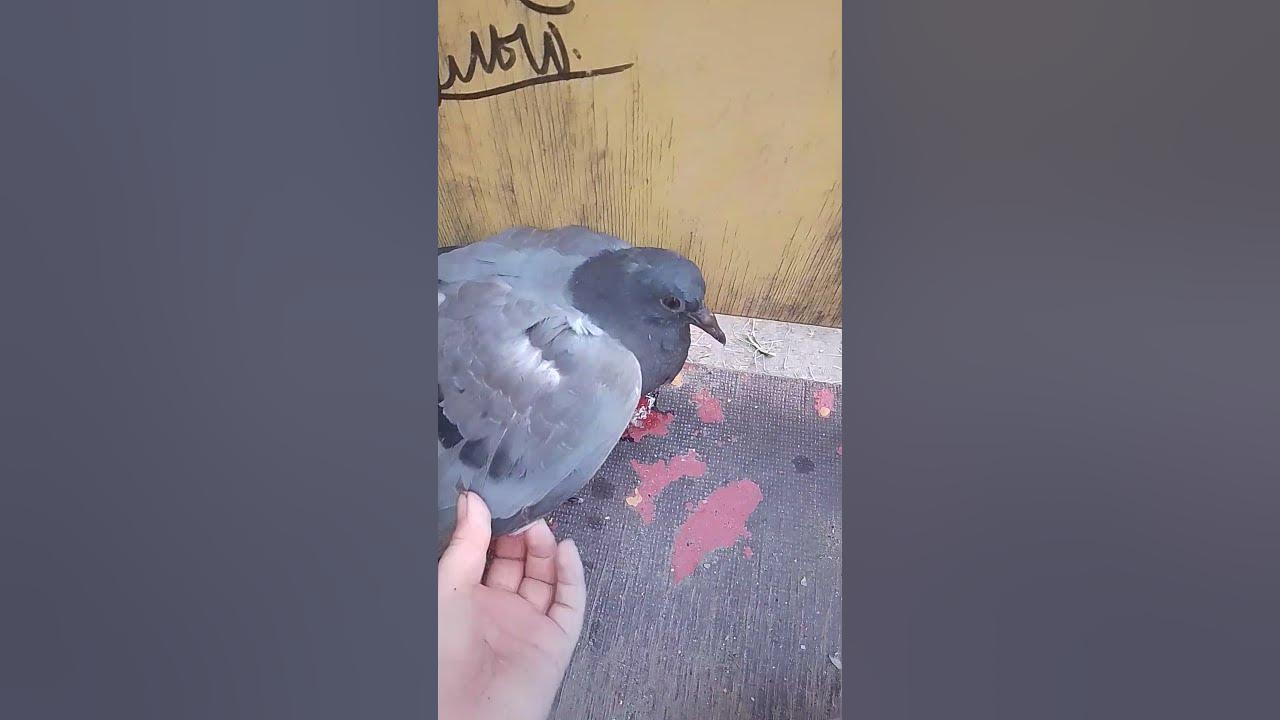 раненый голубь - YouTube