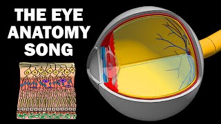 THE EYE ANATOMY SONG