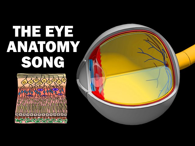 THE EYE ANATOMY SONG