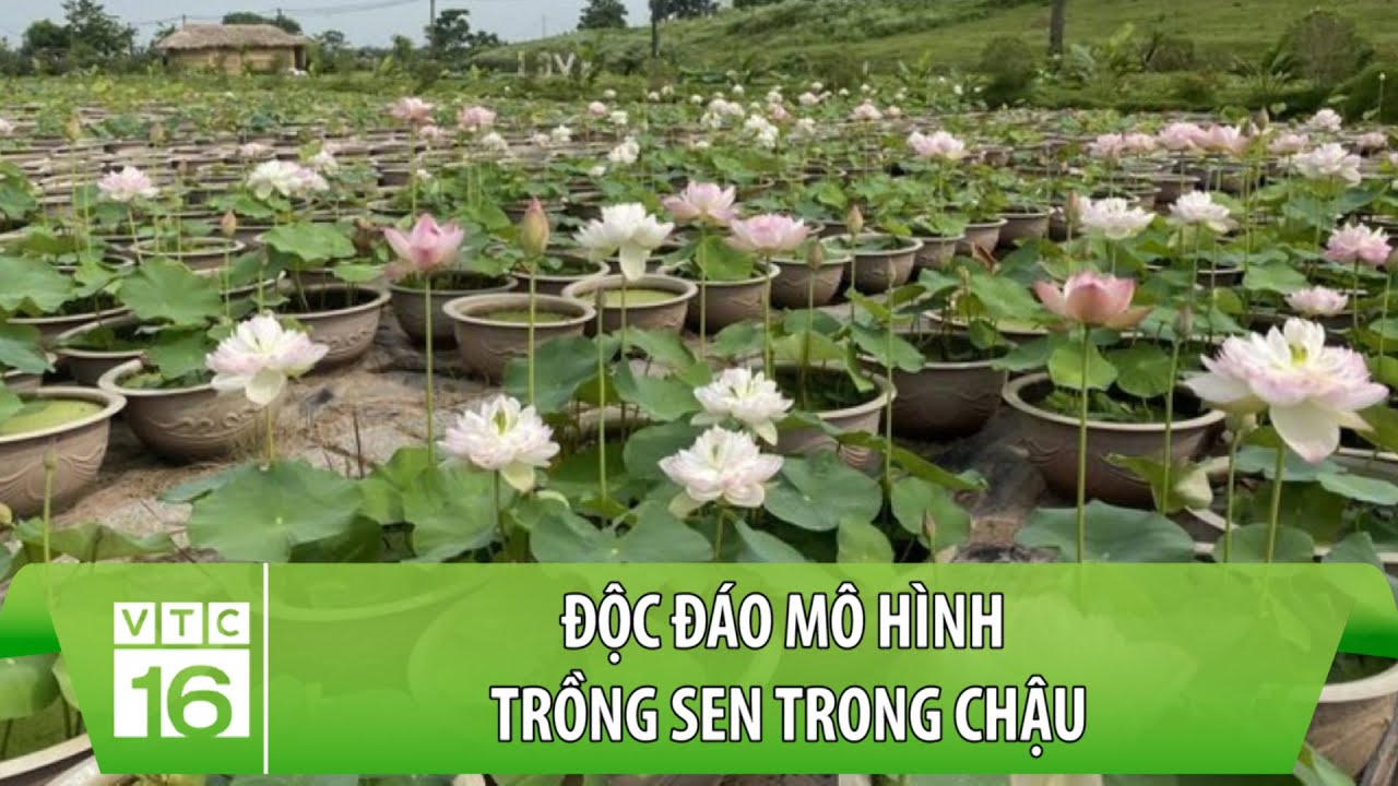 Độc đáo mô hình trồng sen trong chậu | VTC16 - YouTube