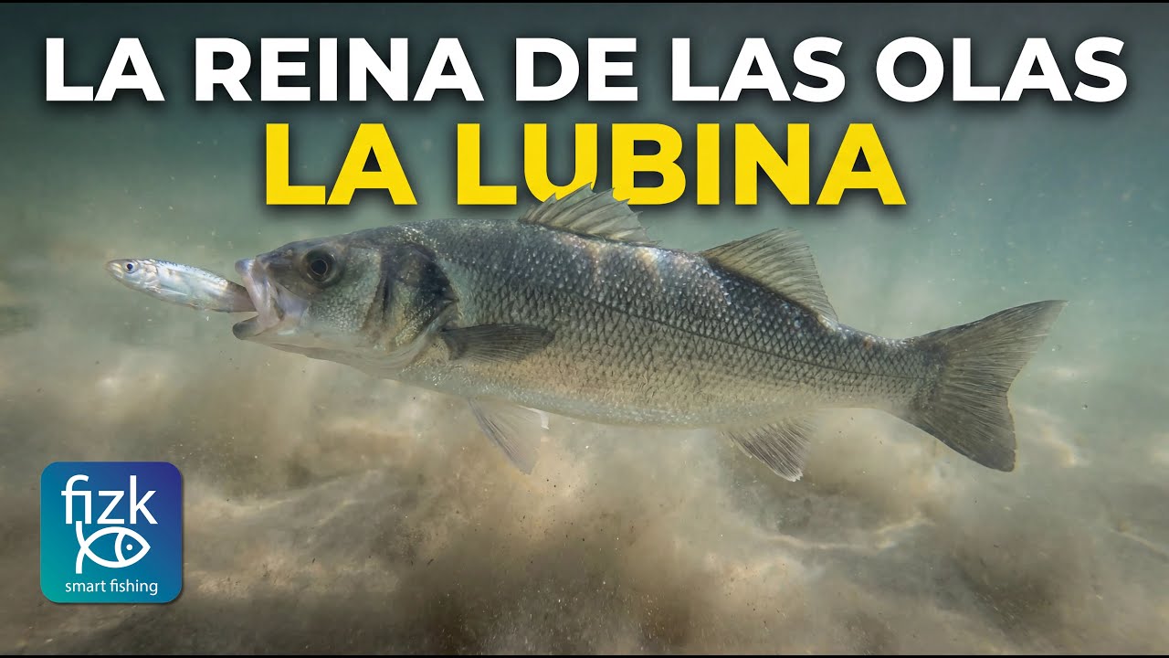 El SECRETO para Pescar LUBINAS que nadie te cuenta