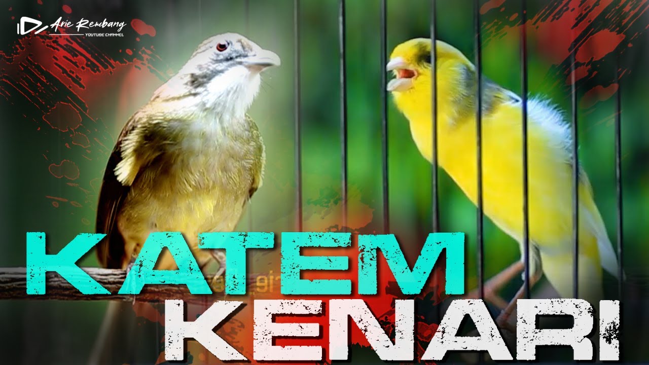 MASTERAN KENARI GACOR kombinasi KAPAS TEMBAK NGEBREN