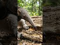 Caught on Camera: Anteater's Incredible Slurping Tongue!