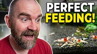 How To Feed Shrimp Without Overfeeding screenshot 3