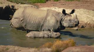 Welcome Back to the Wild - San Diego Zoo Safari Park by San Diego Zoo Safari Park 7,225,519 views 3 years ago 16 seconds