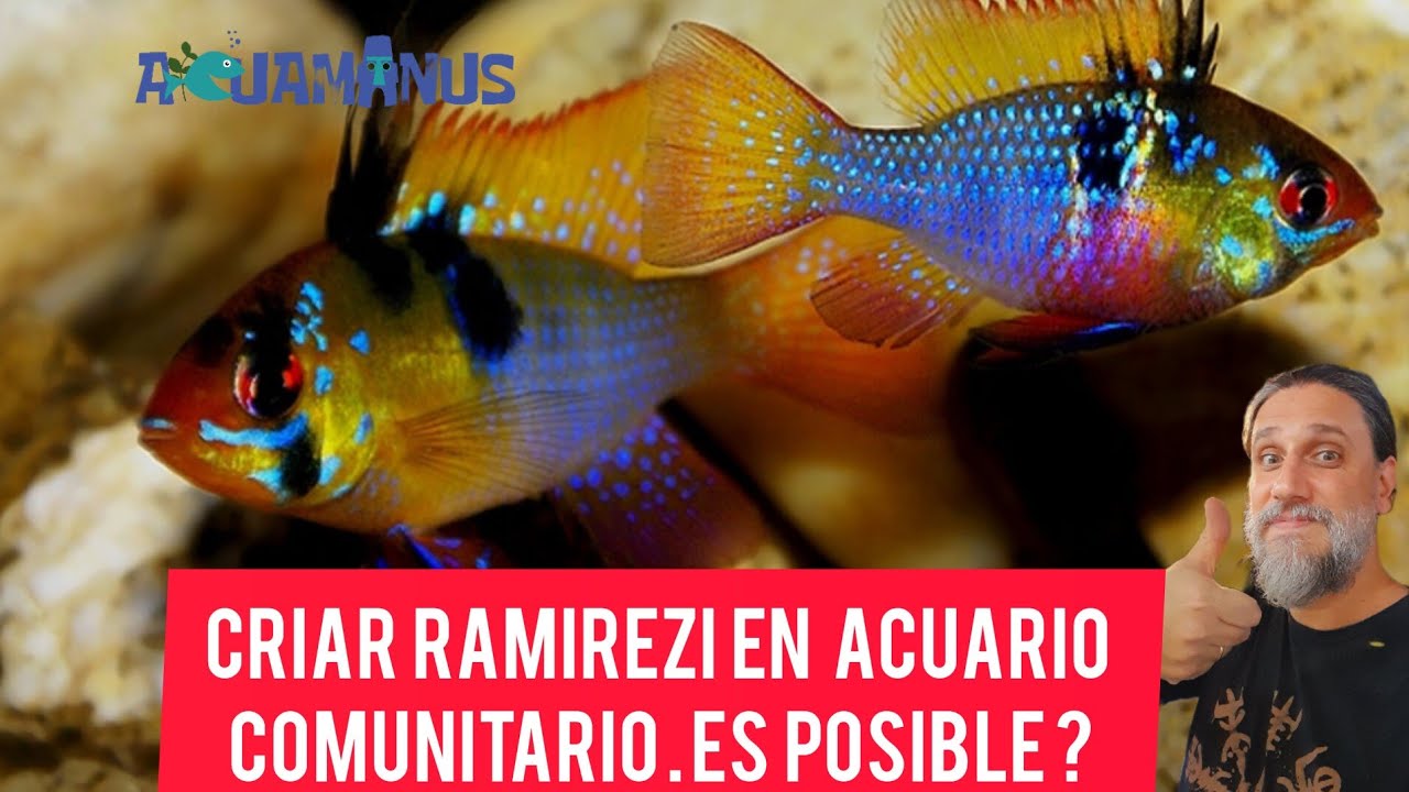 Criar Ramirezi en acuario comunitario. Es posible? - YouTube