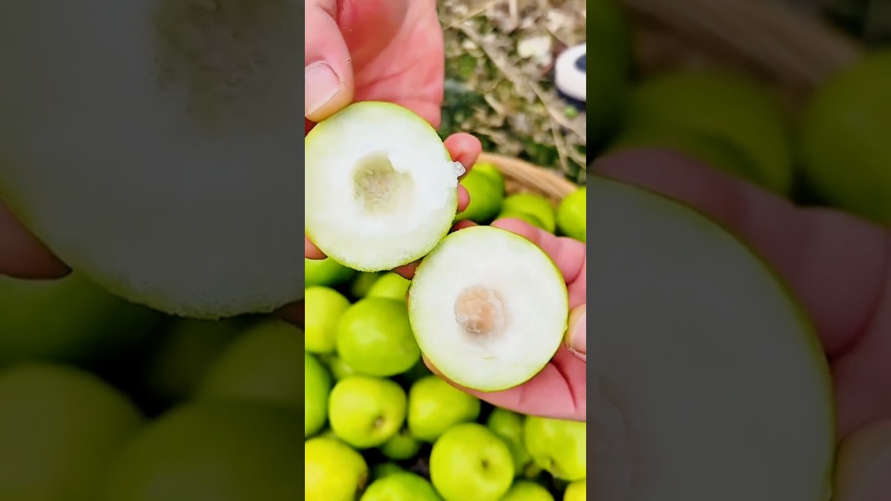 "Fresh Jujube Fruit | Cutting and Revealing the Inside"