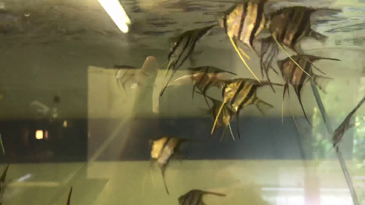 camera iphone 8 plus apk Wild caught columbian, rio inirida, Altum Angel fish, eating well and growing really quickly