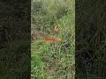 le encanta el campo 🦮